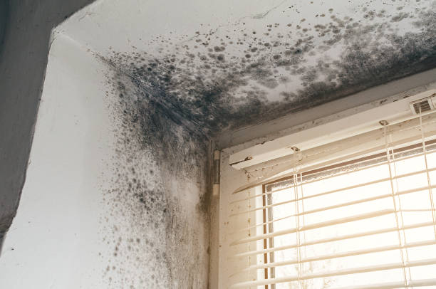 Affordable Mold Cleanup solutions in Commerce City, CO